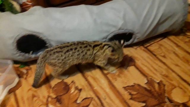 как живется с дальневосточным котом