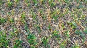 Покровной посев no-till,  21.07.2017. Всходы покровных посевов