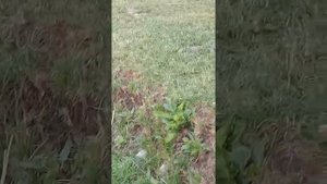 Вуокса река.и отдых с рыбалкой.