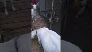 2 января 2021 г. Магния сульфат козам