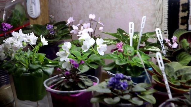 КАК ПРАВИЛЬНО ОСВЕЩАТЬ ФИАЛКИ? Доступно и Понятно даже для новичков