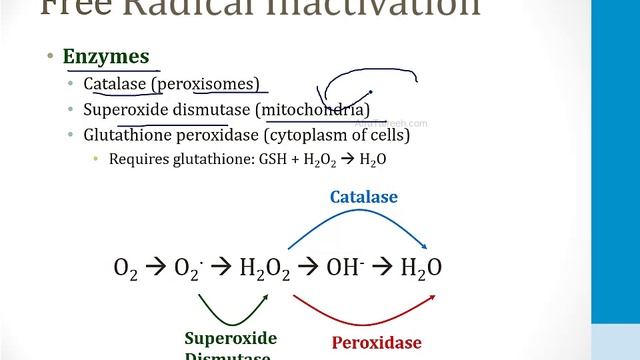 Патология USMLE - 1. Общие темы - 3.Свободные радикалы