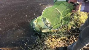 Рыбалка в Пскове