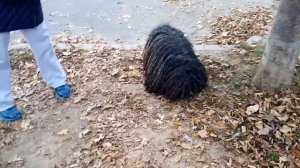 Hungarian Puli. Пули — одна из самых распространённых пастушьих собак Венгрии.