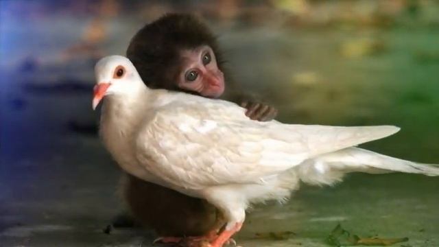 Что такое дружба и кто такие друзья ?? смотреть онлайн