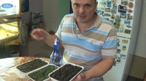 ВЫРАЩИВАНИЕ РАССАДЫ ЦВЕТОВ. ВАЖНЫЕ ДЕЙСТВИЯ ДЛЯ НОРМАЛЬНОГО РАЗВИТИЯ. ШАГ 3