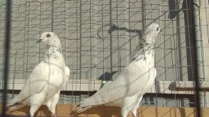 Продаются голуби "ПАКИСТАНЦЫ" Все вопросы по телефону 8(989)129-80-55. возможна доставка по России.