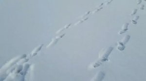 Зимняя рыбалка Оскол 2016