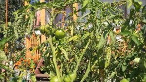 Отзыв на томаты - Японский трюфель.