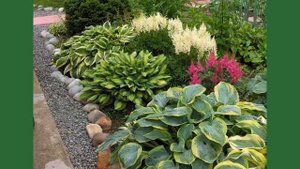 Цветы Хоста. Хоста в дизайне сада.