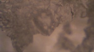 29 - 3 Seilwurm плюс аспарагиновая кислота 30 дней