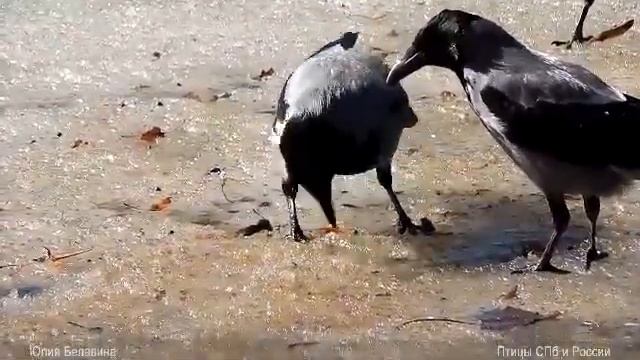 Ворона добывает рыбу!
