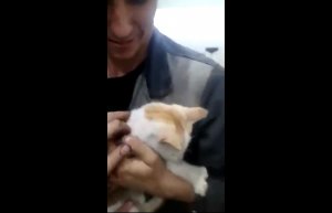 Спасение котенка из кузова машины