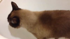 Какает в ванную