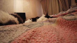 Timelapse | Cats sleep | Таймлапс спящие коты