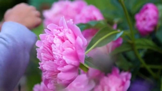 ОГРОМНЫЕ ШАПКИ ПИОНОВ - ДЛЯ ВАС! ЛУЧШЕ ПОДКОРМКИ НЕ НАЙТИ! #пионы #цветы #удобрения #подкормка