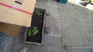 КУРОЧКАМ ТЯЖЕЛО ДЕЛАЕМ ВОДНЫЕ  ПРОЦЕДУРЫ ?????     КАК БЫСТРО ВСЕ ЗАЦВЕЛО???КТО БУДЕТ МЫТЬ Б