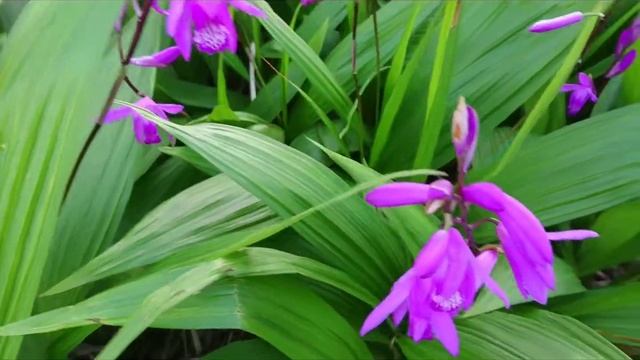 Bletilla Striata (Hardy Orchid) смотреть онлайн