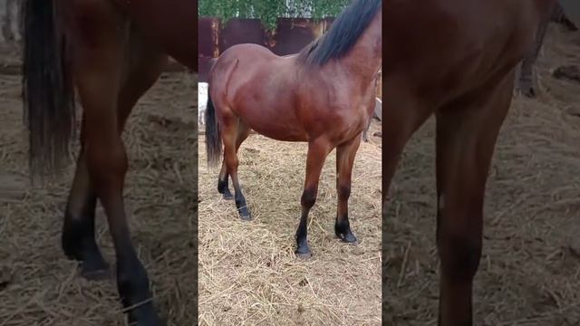 Сюрприз. Годовалый Орловский рысак. смотреть онлайн