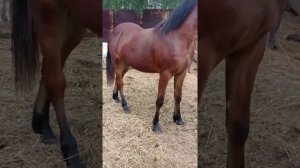 Сюрприз. Годовалый Орловский рысак.