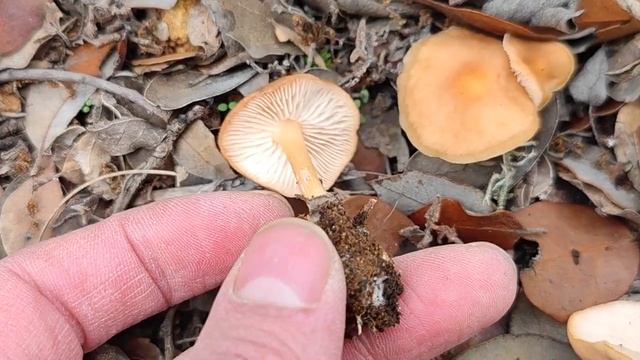 Collybia dryophila. Falsa senderuela. Identificación смотреть онлайн