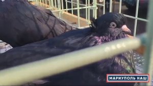 Голубиный Рынок Мариуполь 04.11.23г