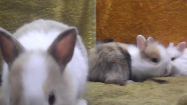 Домашние питомники Москвы: Декоративные Карликовые Кролики.
