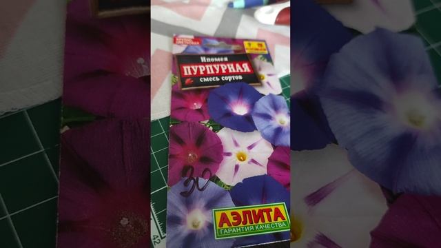 К выбору ипомеи нужно относиться аккуратнее
