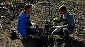 Посадка яблони и смородины