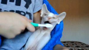 Сфинкс чистит зубы