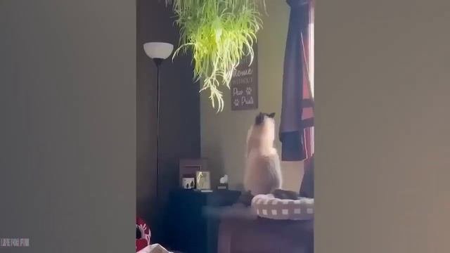 FUNNY CAT COMPILATION 2023 - BEST OF #2 #funnycat #catcompilation #catlover
