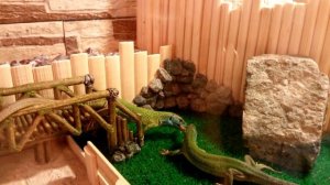 Содержание ящериц в террариуме