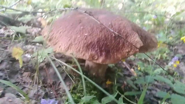 Сбор Белых грибов и лисичек. смотреть онлайн