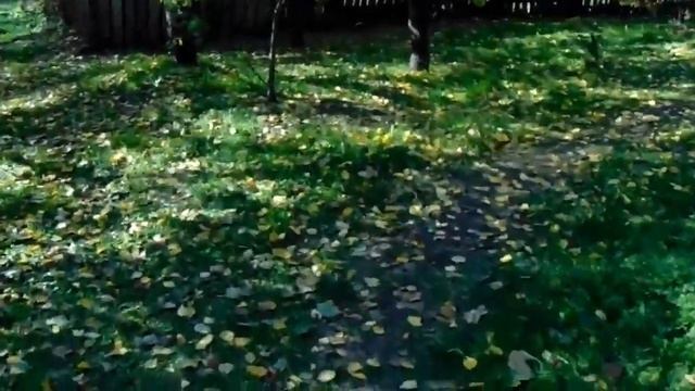 Работа на даче праздник, если повезло с саженцами смотреть онлайн