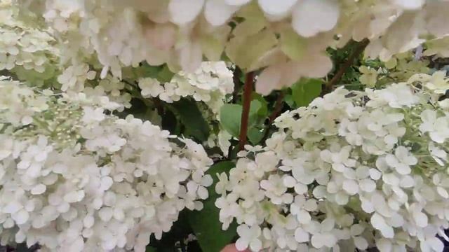 Гортензия метельчатая Бобо hudrangea paniculata Bobo _цветение 1 августа ?? смотреть онлайн