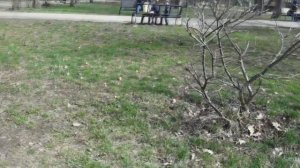 ВЕСНА  АЛМАТА КАЗАХСТАН еще тока март 2018 а уже всё зелено...см видео