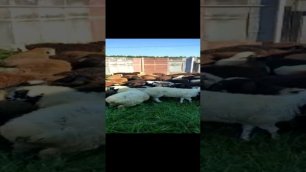 продаются живые бараны и козы от 25 до 100кг