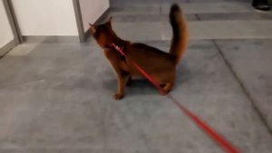 Сомалийская кошка на шоу