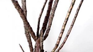 ЭУФОРБИЯ ПЛАТИКЛАДА [Краткий Видео Обзор]