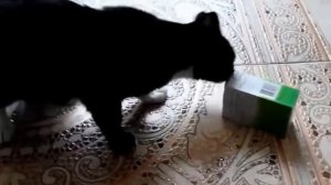 Реакция кота на валерьянку. Cat and Valeriana.