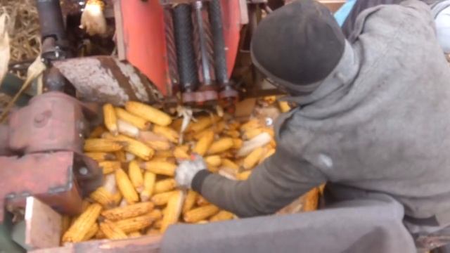 Самодельный 100% Комбайн для уборки кукурузы смотреть онлайн