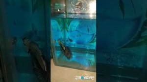 Петушки самцы халф мун черная орхидея класс А