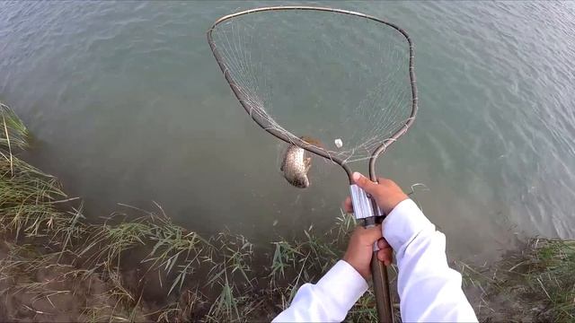 РЫБАЛКА НА ЗАКИДУШКИ НА РЕКЕ ИЛИ ЧАСТЬ 2!!! Своровали снасти на АМУРА! Снасть на Сазана в деле! смотреть онлайн