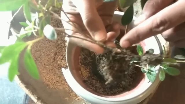 How to grow azalia plant care and tips смотреть онлайн