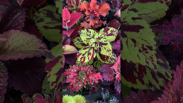 Колеусы. Уход