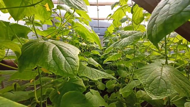 Обзор теплиц 1 апреля 2021 смотреть онлайн