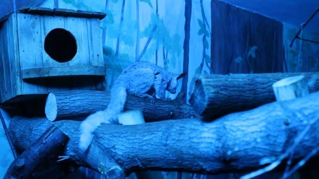 Весёлые животные Новосибирского зоопарка смотреть онлайн