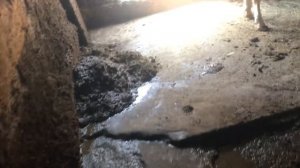 Что делать если телята бычки Коровы кашляют 