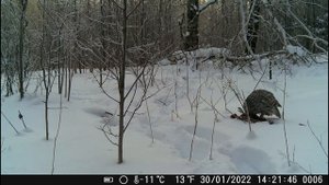 Приманка на глухаря