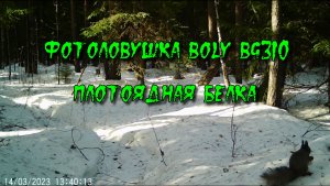 Фотоловушка BOLY BG310. Эпизод 2. Плотоядная белка